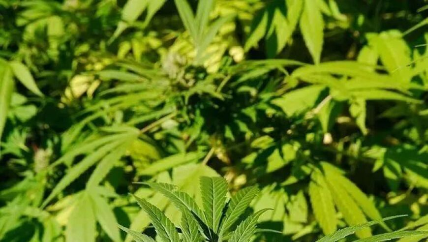 解读美对等关税冲击波,澳门最快最准资料免费手机网站唯品会,最新答案解释落实_高级版V12.41